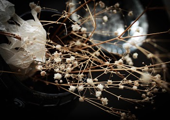 Shallow Focus Photo of White Petal Flower
