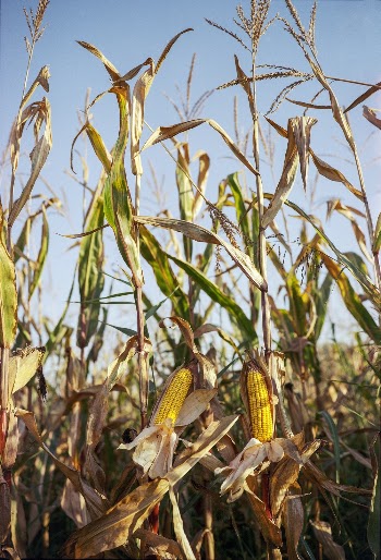Shallow Focus Photo Of Yellow Corns