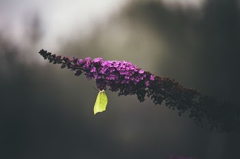 shallow focus photography green butterfly on purple petal flower