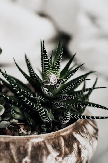 shallow focus photography green succulent