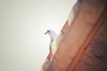 Shallow Focus Photography Of A White Pigeon