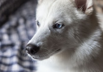 Shallow Focus Photography of Adult White Indian Spitz