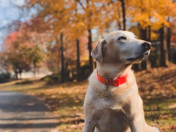 Shallow Focus Photography of Adult Yellow Labrador Retriever Sitting on Roadside during Day
