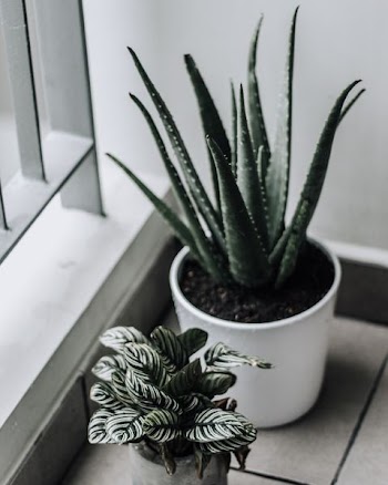 shallow focus photography of aloe vera plant in ceramic pot