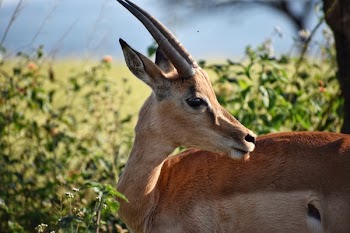 Shallow Focus Photography of Antelope