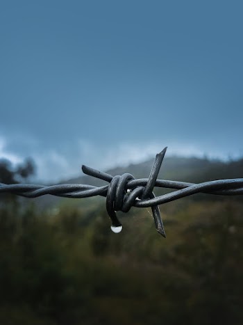 Shallow Focus Photography of Barbed Wire
