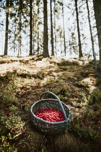 shallow focus photography of basket full of raspberries