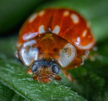 Shallow Focus Photography Of Beetle
