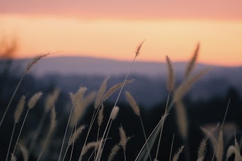 Shallow Focus Photography of Beige Plants during Orange Sunset