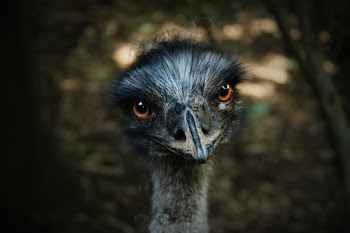 Shallow Focus Photography of Bird