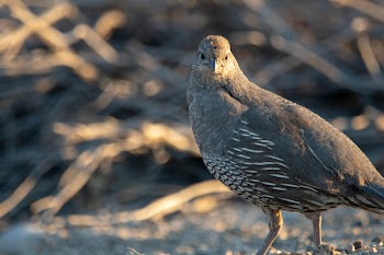 Shallow Focus Photography of Bird
