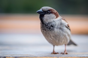 Shallow Focus Photography of Bird