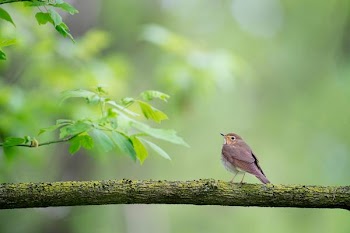 shallow focus photography of bird on tree trunk during daytime
