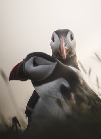 shallow focus photography of birds on grass during daytime