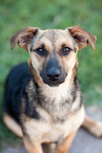 Shallow Focus Photography of Black and Brown Dog
