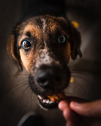 Shallow Focus Photography of Black and Brown Dog Eating