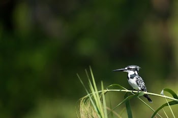 shallow focus photography of black and white woodpecker perched on grass stem