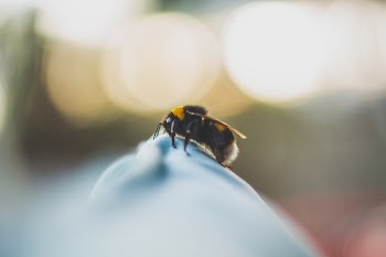 Shallow Focus Photography of Black and Yellow Bee
