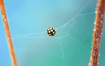Shallow Focus Photography of Black and Yellow Spider on Web
