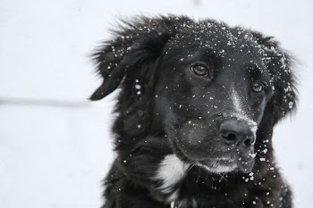 shallow focus photography of black dog with snow on fur