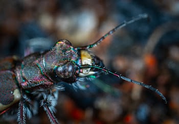 Shallow Focus Photography of Black Insect