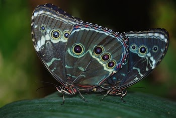 Shallow Focus Photography of Black Monarch Butterfly Perched on Green Leaf