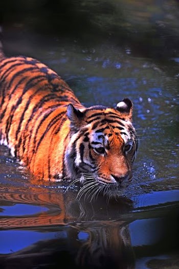 shallow focus photography of brown and black tiger