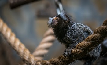 Shallow Focus Photography of Brown and Gray Bat