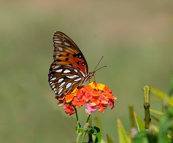 Shallow Focus Photography of Brown and White Butterfly on Orange and Yellow Flowers during Daytime