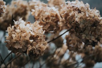 shallow focus photography of brown-and-white flowers
