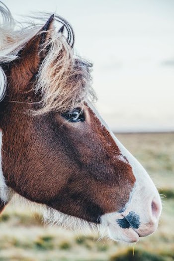 shallow focus photography of brown and white horse