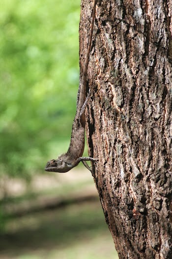 Shallow Focus Photography of Brown-bearded Dragon
