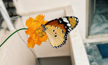 Shallow Focus Photography of Brown Black and Yellow Butterfly on Yellow Flower