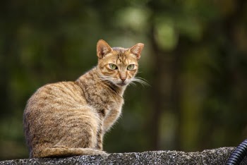 Shallow Focus Photography of Brown Cat