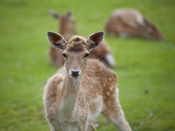 Shallow Focus Photography of Brown Deer