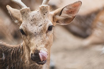 Shallow Focus Photography Of Brown Deer