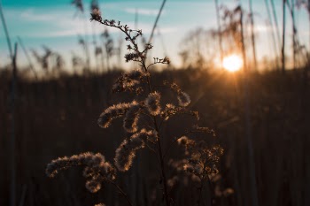 Shallow Focus Photography of Brown Flower