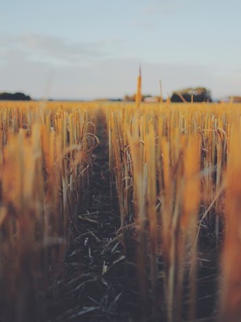 shallow focus photography of brown grass field