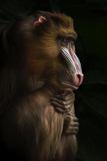 shallow focus photography of brown monkey