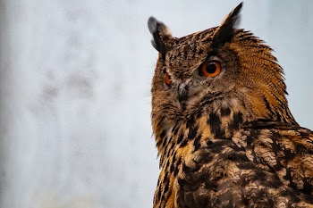 Shallow Focus Photography Of Brown Owl