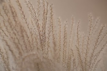 shallow focus photography of brown plants