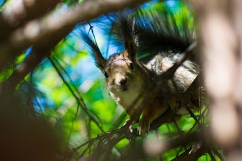 Shallow Focus Photography of Brown Squirrel