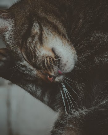Shallow Focus Photography of Brown Tabby Cat