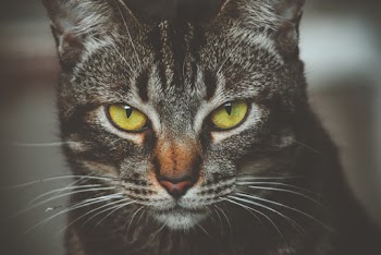 Shallow Focus Photography of Brown Tabby Cat