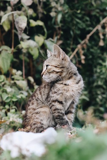 Shallow Focus Photography of Brown Tabby Kitten
