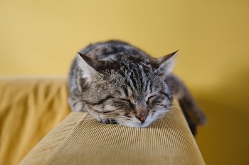 shallow focus photography of brown tabby kitten on couch