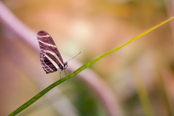 Shallow Focus Photography of Butterfly