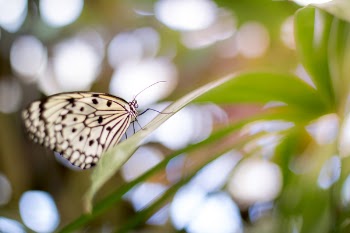 Shallow Focus Photography of Butterfly