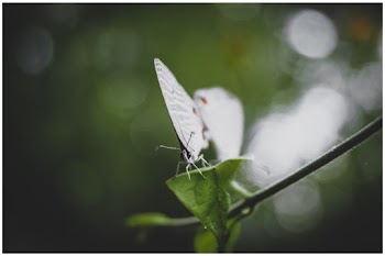 Shallow Focus Photography Of Butterfly