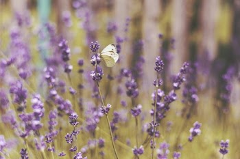 shallow focus photography of butterfly on flowers